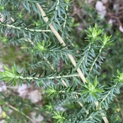 Cassinia aculeata subsp. aculeata at Jerrabomberra, NSW - 6 Sep 2022 04:38 PM