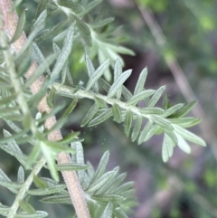 Cassinia aculeata subsp. aculeata at Jerrabomberra, NSW - 6 Sep 2022