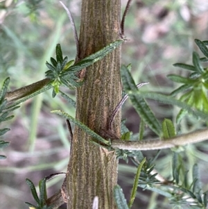 Cassinia aculeata subsp. aculeata at Jerrabomberra, NSW - 6 Sep 2022