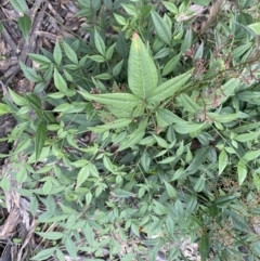 Nandina domestica (Sacred Bamboo) at Mount Jerrabomberra QP - 6 Sep 2022 by Steve_Bok