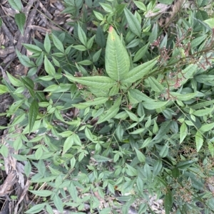 Nandina domestica at Jerrabomberra, NSW - 6 Sep 2022 04:24 PM