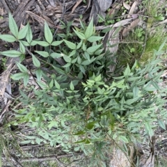 Nandina domestica at Jerrabomberra, NSW - 6 Sep 2022