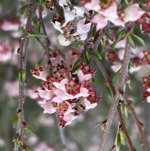 Cryptandra sp. Floriferous (W.R.Barker 4131) W.R.Barker at Jerrabomberra, NSW - 6 Sep 2022