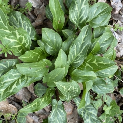 Arum italicum (Italian Arum) at Jerrabomberra, NSW - 6 Sep 2022 by SteveBorkowskis
