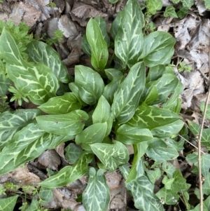 Arum italicum at Jerrabomberra, NSW - 6 Sep 2022