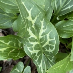 Arum italicum at Jerrabomberra, NSW - 6 Sep 2022