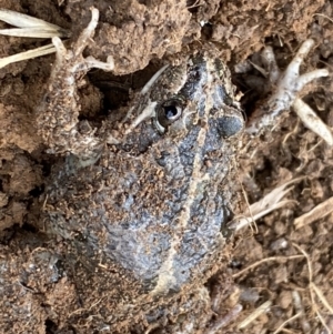 Limnodynastes tasmaniensis at Fyshwick, ACT - 6 Sep 2022