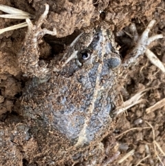 Limnodynastes tasmaniensis (Spotted Grass Frog) at Fyshwick, ACT - 6 Sep 2022 by Steve_Bok