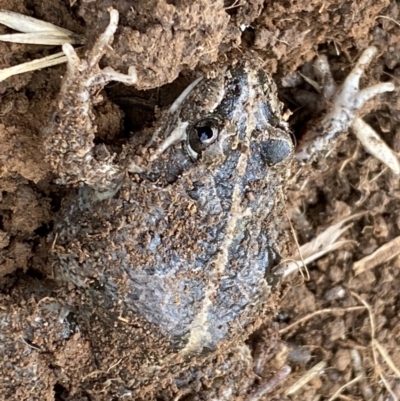 Limnodynastes tasmaniensis (Spotted Grass Frog) at Fyshwick, ACT - 6 Sep 2022 by Steve_Bok