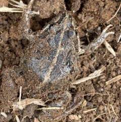 Limnodynastes tasmaniensis at Fyshwick, ACT - 6 Sep 2022