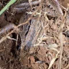 Limnodynastes peronii (Brown-striped Frog) at Fyshwick, ACT - 6 Sep 2022 by Steve_Bok