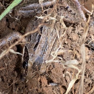 Limnodynastes peronii (Brown-striped Frog) at Fyshwick, ACT - 6 Sep 2022 by Steve_Bok