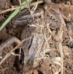 Limnodynastes peronii at Fyshwick, ACT - 6 Sep 2022 11:53 AM