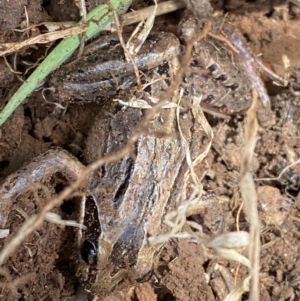 Limnodynastes peronii at Fyshwick, ACT - 6 Sep 2022