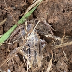 Limnodynastes peronii at Fyshwick, ACT - 6 Sep 2022