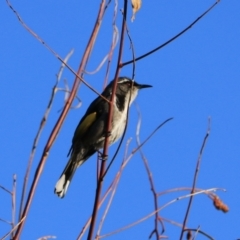 Phylidonyris pyrrhopterus (Crescent Honeyeater) at West Ulverstone, TAS - 6 Sep 2022 by Rixon