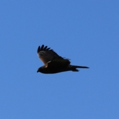 Circus approximans (Swamp Harrier) at Don, TAS - 6 Sep 2022 by Rixon