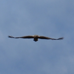 Haliaeetus leucogaster (White-bellied Sea-Eagle) at Don, TAS - 6 Sep 2022 by Rixon