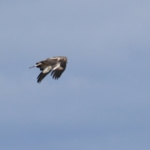 Haliaeetus leucogaster at Don, TAS - 6 Sep 2022 04:18 PM