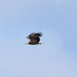 Haliaeetus leucogaster at Don, TAS - 6 Sep 2022 04:18 PM