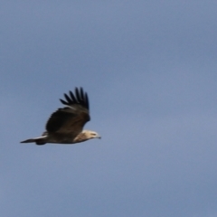 Haliaeetus leucogaster at Don, TAS - 6 Sep 2022