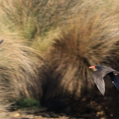 Haematopus fuliginosus (Sooty Oystercatcher) at Don, TAS - 6 Sep 2022 by Rixon