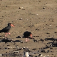 Haematopus fuliginosus at Don, TAS - suppressed