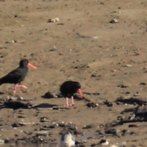 Haematopus fuliginosus at Don, TAS - suppressed