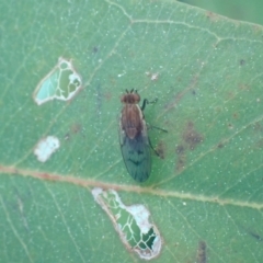 Lauxaniidae (family) (Unidentified lauxaniid fly) at Murrumbateman, NSW - 6 Sep 2022 by SimoneC
