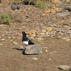 Haematopus longirostris (Australian Pied Oystercatcher) at Don, TAS - 6 Sep 2022 by Rixon