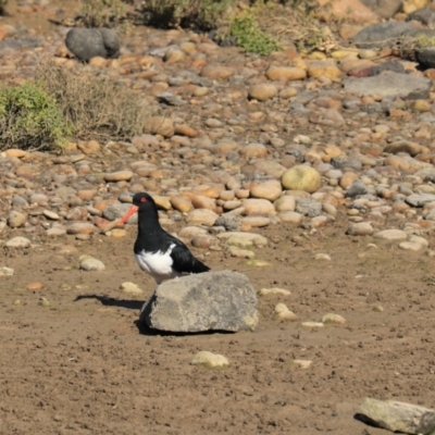 Haematopus longirostris (Australian Pied Oystercatcher) at Don, TAS - 6 Sep 2022 by Rixon