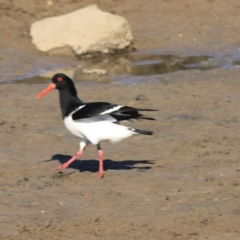 Haematopus longirostris at Don, TAS - 6 Sep 2022