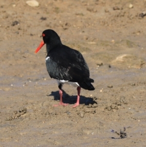 Haematopus longirostris at Don, TAS - 6 Sep 2022