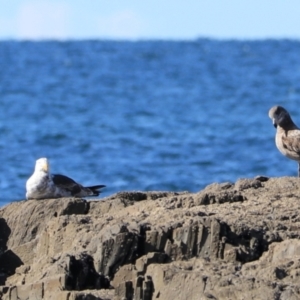 Larus pacificus at Devonport, TAS - 6 Sep 2022 02:50 PM