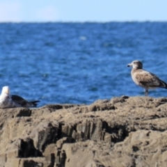 Larus pacificus at Devonport, TAS - 6 Sep 2022 02:50 PM