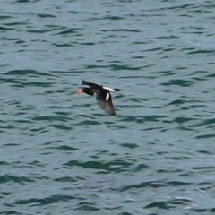 Haematopus longirostris (Australian Pied Oystercatcher) at Devonport, TAS - 6 Sep 2022 by Rixon