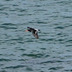 Haematopus longirostris at Devonport, TAS - 6 Sep 2022