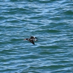 Haematopus longirostris at Devonport, TAS - 6 Sep 2022