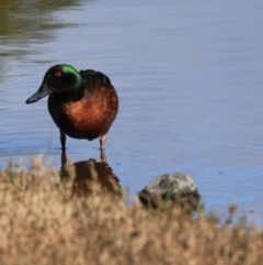 Anas castanea (Chestnut Teal) at Don, TAS - 6 Sep 2022 by Rixon