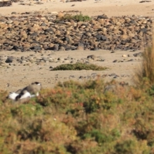 Vanellus miles at Don, TAS - 6 Sep 2022