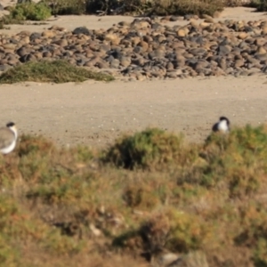 Vanellus miles at Don, TAS - 6 Sep 2022 04:55 PM