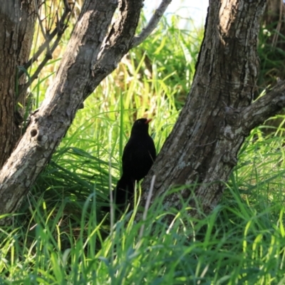 Turdus merula (Eurasian Blackbird) at Don, TAS - 6 Sep 2022 by Rixon