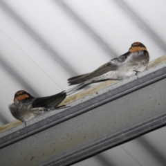 Hirundo neoxena (Welcome Swallow) at Lions Youth Haven - Westwood Farm A.C.T. - 31 Aug 2022 by HelenCross