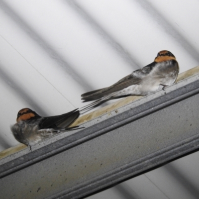Hirundo neoxena (Welcome Swallow) at Lions Youth Haven - Westwood Farm - 31 Aug 2022 by HelenCross