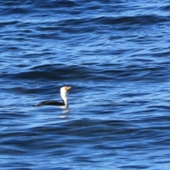 Microcarbo melanoleucos (Little Pied Cormorant) at Don, TAS - 6 Sep 2022 by Rixon