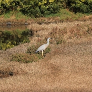 Egretta novaehollandiae at Don, TAS - 6 Sep 2022