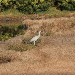 Egretta novaehollandiae (White-faced Heron) at Don, TAS - 6 Sep 2022 by Rixon