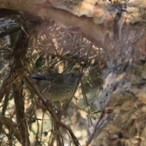 Acanthiza pusilla at Don, TAS - 6 Sep 2022