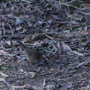 Sericornis humilis at Devonport, TAS - 6 Sep 2022