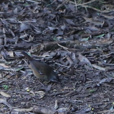 Sericornis humilis (Tasmanian Scrubwren) at Devonport, TAS - 6 Sep 2022 by Rixon